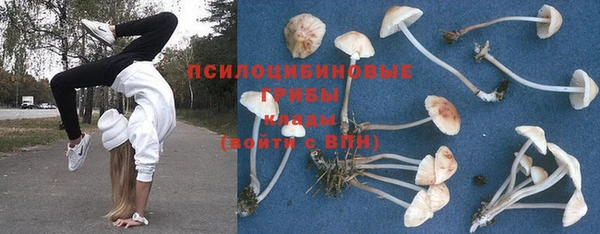 PSILOCYBIN Бородино